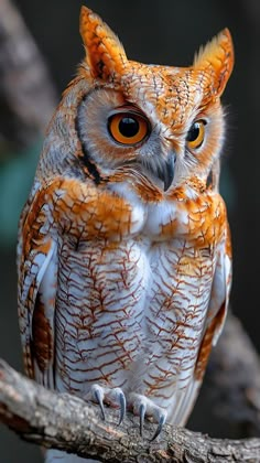 an orange and white owl sitting on top of a tree branch