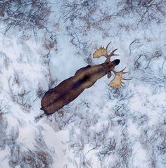 an aerial view of a deer in the snow