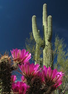 pink flowers blooming in front of a tall cactus