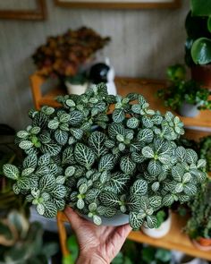 a person holding up a potted plant in front of some plants on a table