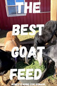 three goats eating grass in front of a red building with the words, the best goat feed