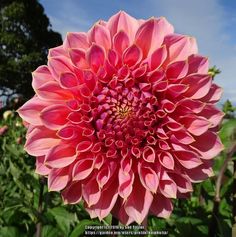 a large pink flower is in the middle of some green plants and trees with blue sky behind it