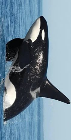 an orca jumping out of the water