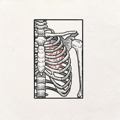 a drawing of a rib cage with the ribs exposed