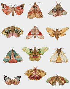 the moths are all different colors and sizes