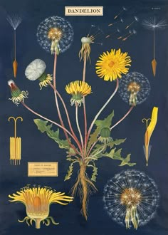 an illustration of dandelions and other flowers