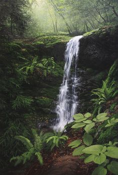 a waterfall in the middle of a forest with lots of green plants and trees around it