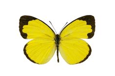 a yellow butterfly with black spots on it's wings, sitting against a white background