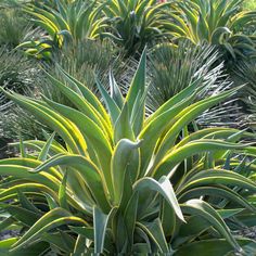 the green plants are growing in the garden