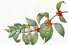 a painting of leaves and berries on a branch