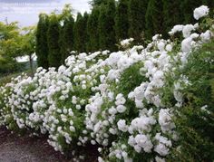 white flowers line the side of a road in front of green bushes and trees on either side