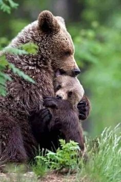 two brown bears cuddle together in the woods