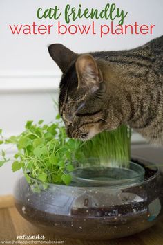 a cat drinking water out of a bowl filled with green plants on top of a wooden table