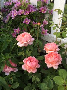 pink flowers blooming in front of a white picket fence