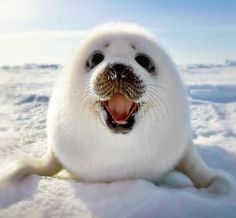 a white seal sitting in the snow with its mouth open and it's tongue out