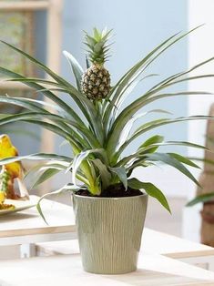 a pineapple plant sitting on top of a table next to a plate of fruit