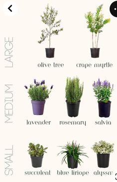 an image of different types of plants in pots