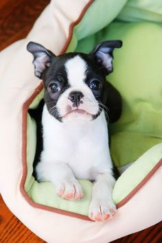 a small black and white dog laying in a bed