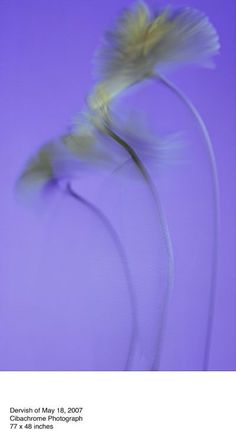 an image of a flower that is blurry in the background with text below it