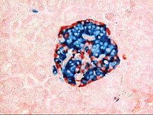 an animal cell with blue and red cells on it