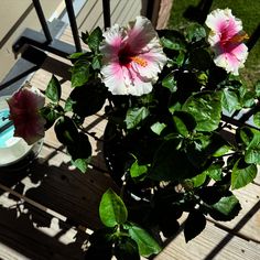 some pink and white flowers sitting on a wooden deck next to a bowl of water