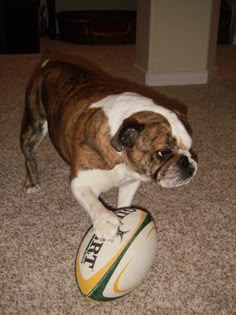 a brown and white dog standing on top of a rugby ball