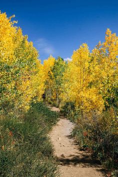 a dirt path surrounded by trees with yellow leaves on the ground and blue sky in the background