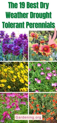 the 19 best dry weather brought to plant perennials