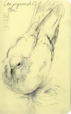 a pencil drawing of a bird sitting on top of a piece of paper