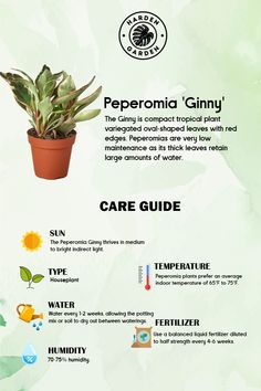 an info sheet describing how to care for a houseplant in the summertime