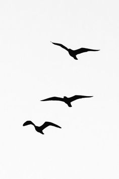 three birds are flying in the sky together