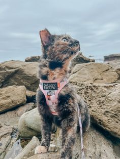 a cat sitting on top of a rock wearing a bandana and looking up at the sky