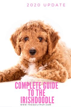 a brown dog laying on top of a white floor next to the words complete guide to the irishdoodle