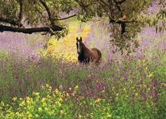 a horse standing in the middle of a field full of purple and yellow wildflowers