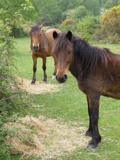 two brown horses standing next to each other on a lush green field