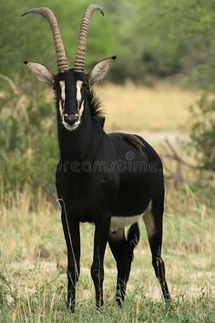 an antelope with long horns standing in the grass looking at the camera stock photos