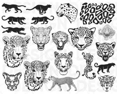 leopards and cheetah silhouettes in black and white on a white background