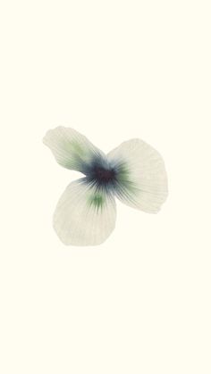 a white flower with green and blue petals on it's petals, against a white background