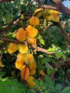 the fruit is growing on the tree and ready to be picked from it's branches