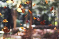 the leaves are flying in the air near trees and grass with sunlight shining on them