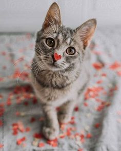 a small cat sitting on top of a bed covered in red confetti flakes