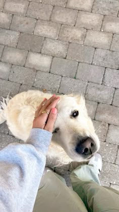 a person petting a white dog on the head with their hand in it's mouth