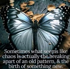 a butterfly sitting on top of leaves with a quote about something new in the background