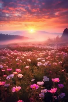 a field full of flowers with the sun setting in the background