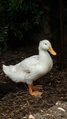 a white duck is standing on the ground