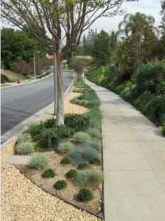 a tree and some bushes on the side of a road