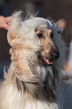 a close up of a dog with long hair being petted by someone's hand