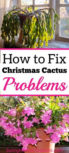 a potted plant with pink flowers and the words how to fix christmas cactus problems