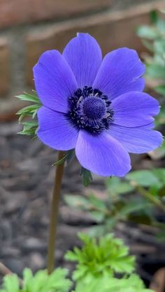 a blue flower with green leaves in the background