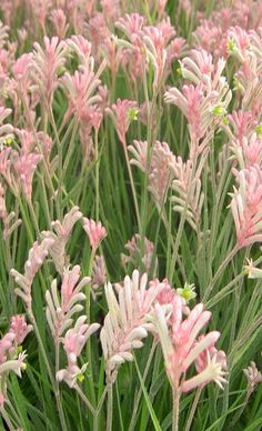 pink and white flowers are growing in the grass